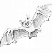 Image result for Bat Drawing Detailed