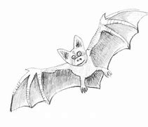 Image result for NZ Bat Drawing