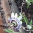 Image result for Brazilian Passion Flower