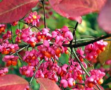 Image result for Euonymus europaeus