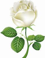 Image result for Single White Rose Clip Art
