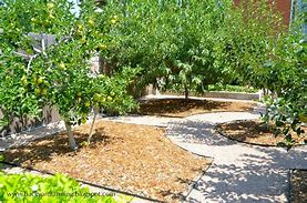Image result for Dwarf Trees for Front Yard Orchard
