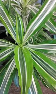 Image result for Common House Tree Plants