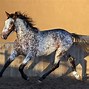 Image result for Appaloosa Horse Breed