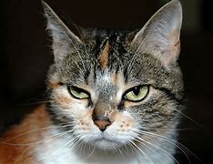 Image result for Sassy Wild Cat