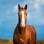 Image result for Horse From Front View