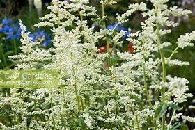 Résultat d’images pour Artemisia lactiflora Elfenbein