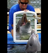 Image result for Human-Dolphin Meme
