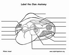 Image result for Clam Identification