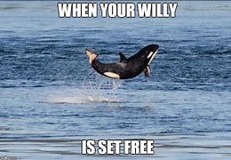 Image result for Free Willy Meme