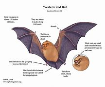 Image result for Western Red Bat Range