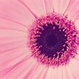 Image result for Cute Pink Screensavers