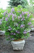 Image result for Common Purple Lilac Bush