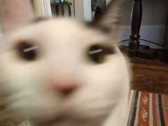 Image result for Blurry Cat Même