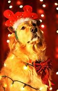 Image result for Merry Christmas Animals Funny Dog