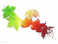 Image result for Leaf Life Cycle Logo
