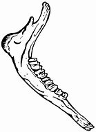 Image result for Donkey Jawbone Printable