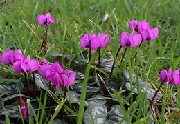 Image result for Cyclamen coum Ruby Star