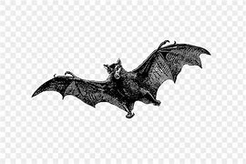 Image result for Vintage Bat Drawing Clip Art