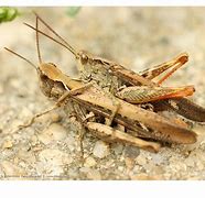 Image result for Cricket Animales Love Photo