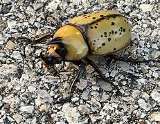Image result for Unicorn Beetle Camouflage