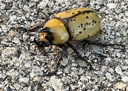 Image result for Unicorn Beetle Top