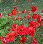 Image result for Geum Fiery Tempest