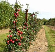 Image result for Single Apple Tree