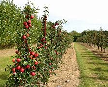Image result for Small Apple Tree