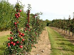 Image result for Apple On the Tree Activity for 3 Years