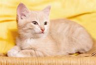 Image result for Beige Cat Aesthetic