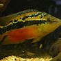 Image result for Amazing Freshwater Aquarium Fish