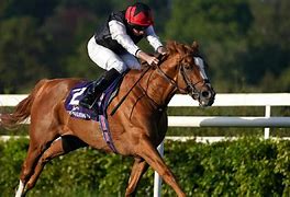 Image result for Bankingonthedude Race Horse