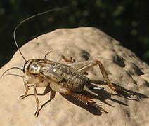 Image result for Common House Cricket