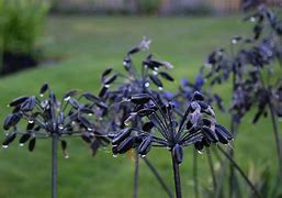 Image result for Agapanthus Intermedia