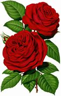 Image result for Victorian Rose Clip Art