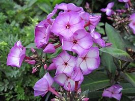 Image result for Phlox Sweet Dreams ® (Paniculata-Group)