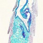 Image result for Histologist Unicorn