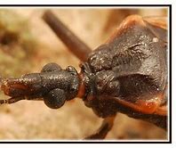 Image result for The Baddest Insect