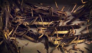 Image result for Cricket Bugs Insects