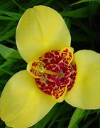 Image result for Tigridia pavonia Canariensis