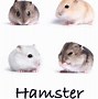 Image result for Brown Dwarf Hamster
