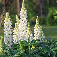 Image result for Lupinus Gallery White