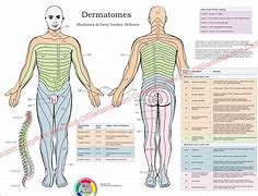 Image result for Nerve Dermatome Chart
