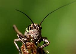 Image result for Crickets Silence