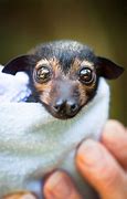 Image result for Flying Fox Face