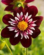 Image result for Dahlia Night Butterfly