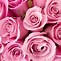 Image result for Abstract Pink Background Roses