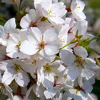 Image result for Prunus avium Reuzenkers