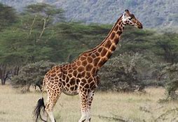 Image result for Africa Wildlife